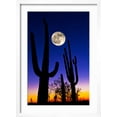 Moon over Saguaro Cactus (Carnegiea Gigantea), Tucson, Pima