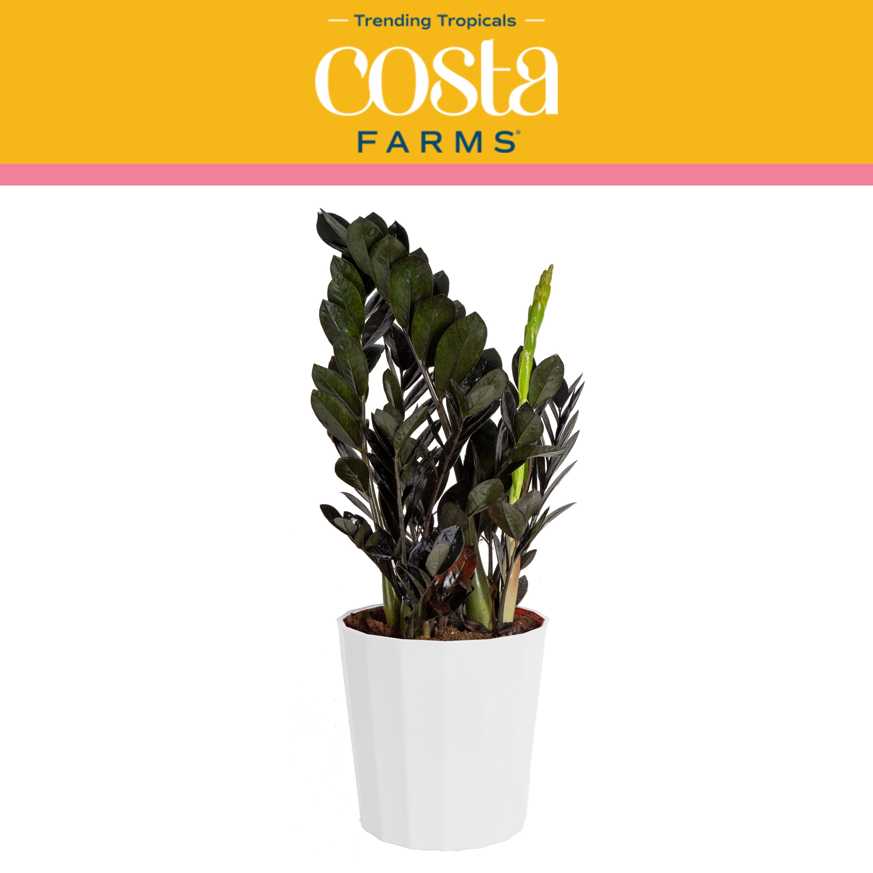 Costa Farms Trending Tropicals Indoor and Outdoor Tall Black Raven® ZZ Zamioculcas 'Dowon'; Medium, Indirect Light Plant in 10in. Décor Pot - Walmart.com