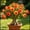 E, variant on Desert Rose, Low Maintenance - Easy Grow - Ideal for Beds Borders, Plant Pots & Planters