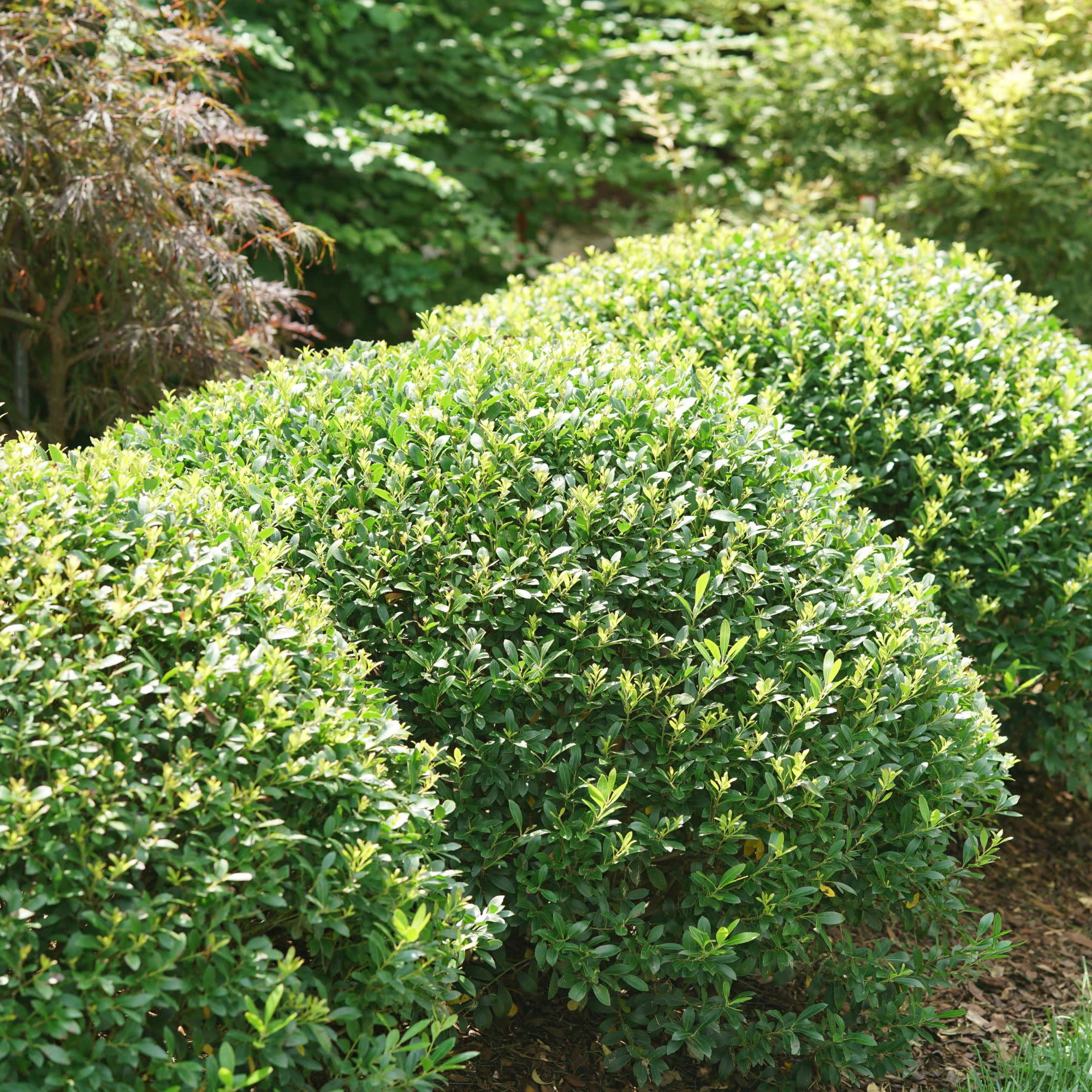 Proven Winners ColorChoice 5" Strongbox Inkberry Holly Live Plant in 4.5" Pot (4 Count)