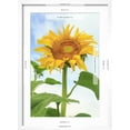 thumbnail image 5 of Art.com Sunflower, Community Garden, Moses Lake, Wa, USA Photographic Print by Stuart Westmorland, White Frame Wall Art, 17" x 23", 5 of 5