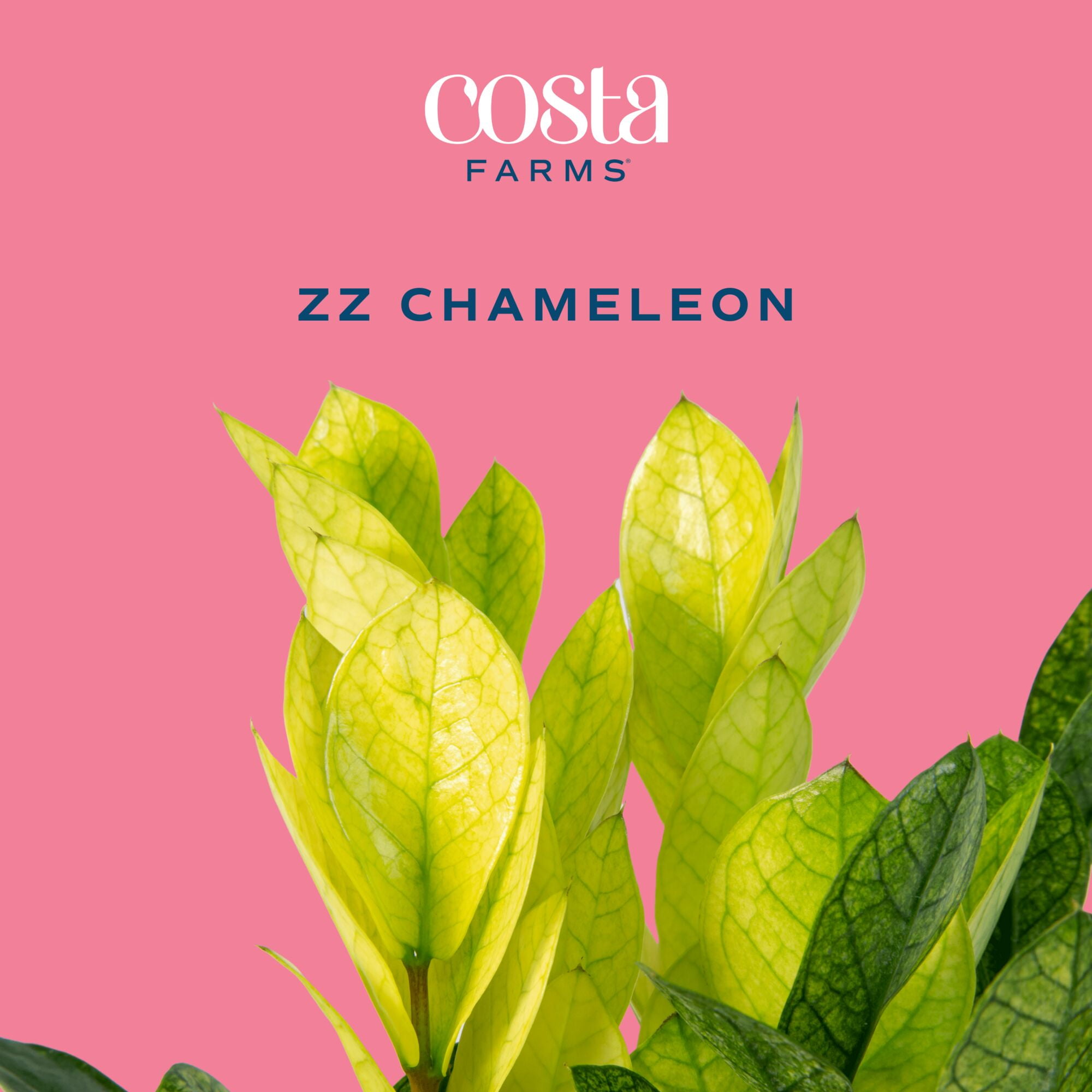 Costa Farms 12" ZZ Chameleon Live House Plants in 5" Self-Watering Pot