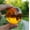 AMBER, variant on K-KED Asian Rare Natural Quartz Clear Magic Crystal Healing Ball Sphere 40mm-RED