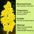 thumbnail image 2 of Tuberose, Sun Plant for Gardens-Aromatic Intoxicating-Low Maintenance-Ideal for Beds Borders, Plant Pots & Planters, 2 of 4