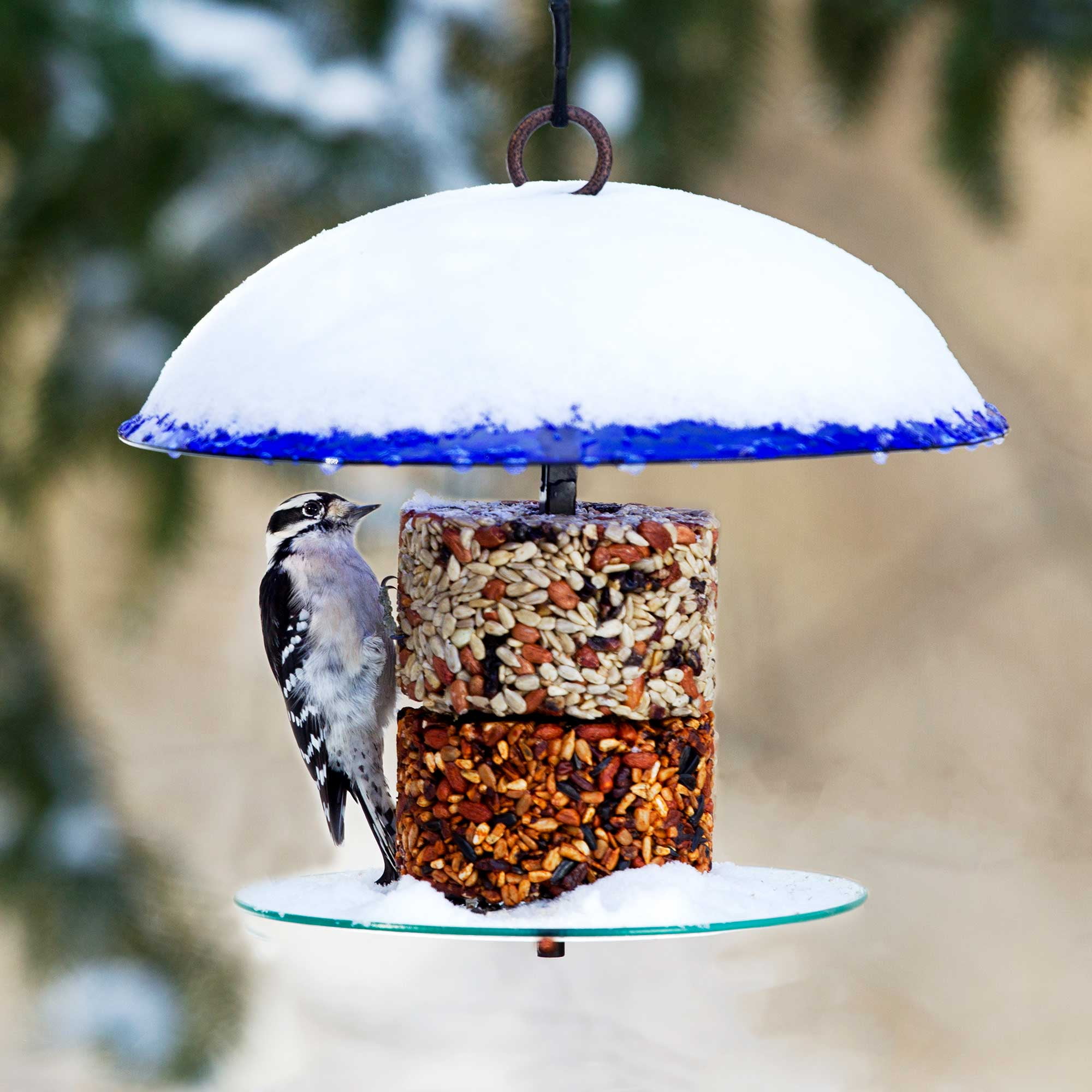 Mosaic Birds 360 Degree Petite Seed Cylinder Bird Feeder, Hanging Glass Dome Feeder for Outdoors, Cobalt Blue, 11 Inch