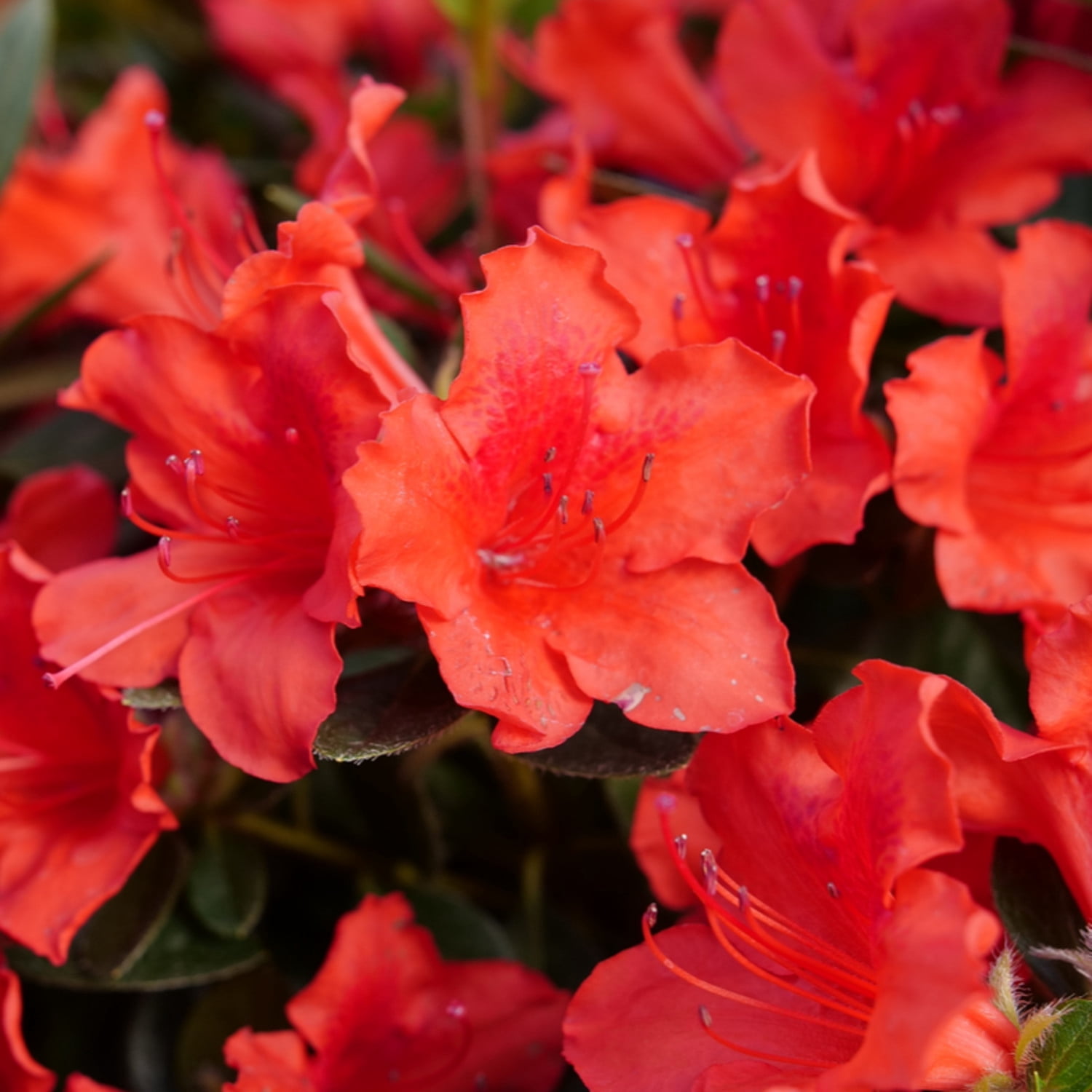 Proven Winners ColorChoice 5" Perfecto Mundo Orange Reblooming Azalea Live Plant in 4.5" Pot (4 Count)
