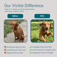 thumbnail image 5 of VetsLeaf Dog Multivitamin Chews - Glucosamine, Probiotics, Salmon Oil, Mushroom Blend & Ashwagandha - Daily Dog Vitamins for Immune, Joint, Skin, Gut and Energy Support - Made in USA - 60 Count, 5 of 8