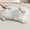 A002- Blue, variant on Cat Slicker Brush Stainless Steel Pin Brush Long Haired Cat Detangling Tool Orange 1 Pc Indoor Cat Grooming Routine
