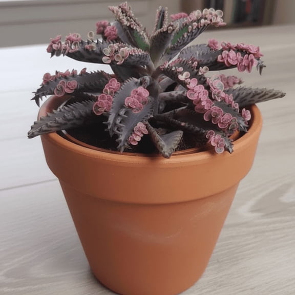 Kalanchoe Pink Butterfly Plants Live, Pink Kalanchoe Succulent Mother of Thousands in 2 inch Pot for Indoor Planting