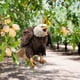 thumbnail image 4 of Espantapájaros realista con forma de búho | Decoración colgante repelente de pájaros para jardín, huerto y balcón | Decoración exterior resistente a la intemperie, 4 of 6