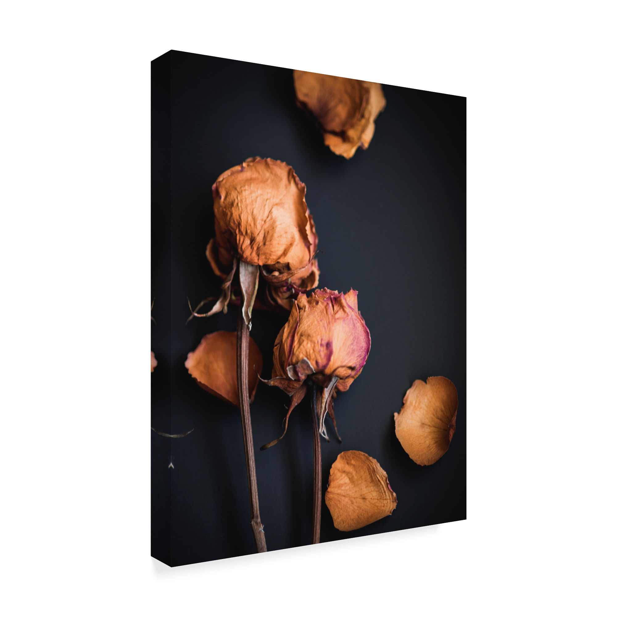 Trademark Fine Art 'Wilted Dreams I' Canvas Art by Sonja Quintero