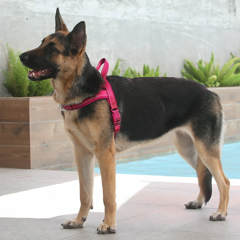Slip proof best sale dog harness