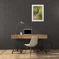 thumbnail image 3 of Jones, Adam 13x18 White Modern Wood Framed Museum Art Print Titled - Green Thorntail hummingbird perched on plant-Costa Rica, 3 of 4