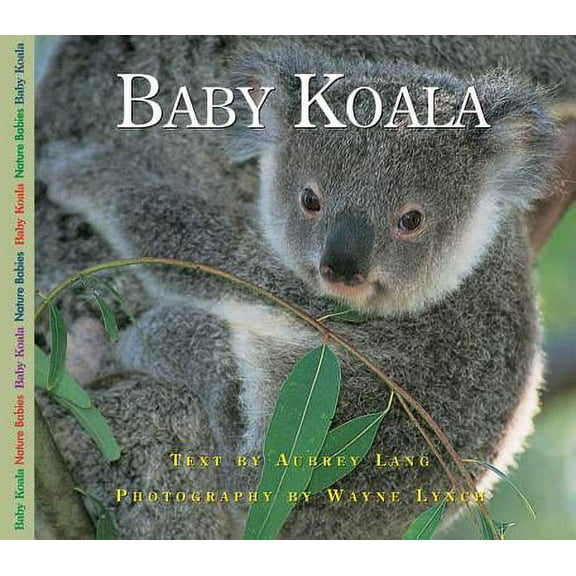 Baby Koala