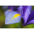 thumbnail image 3 of Schell, Jennie Marie 14x11 Black Modern Framed Museum Art Print Titled - Purple Dutch Iris Flower, 3 of 5