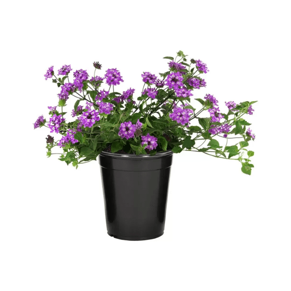 Lantana Purple Live Starter Plant for Planting, Perennial Flowering Lantana Well Rooted, Outdoor Growing, 4 to 6 Inch Tall, Ship No Pot