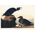 thumbnail image 2 of Audubon, John James 24x18 Gold Ornate Wood Framed with Double Matting Museum Art Print Titled - Black or Surf Duck, 2 of 4