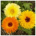 thumbnail image 3 of Everwilde Farms - 500 Pacific Beauty Mixed Calendula Garden Flower Seeds - Gold Vault Jumbo Bulk Seed Packet, 3 of 5