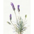 thumbnail image 3 of Nai, Danhui 20x24 Black Modern Framed Museum Art Print Titled - Floursack Lavender III on Linen, 3 of 5