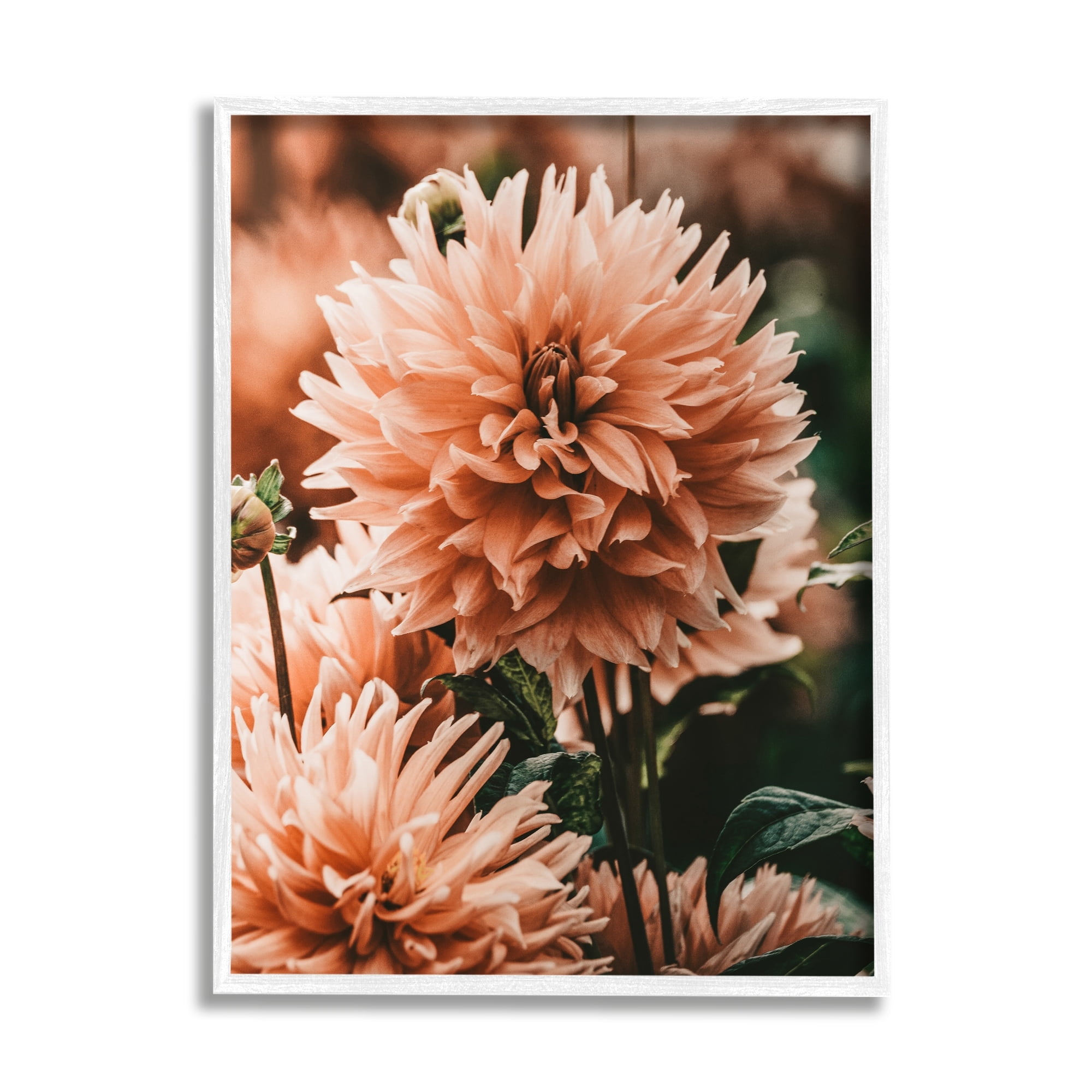 Stupell Industries Wild Pink Dahlias Spring Flowers Closeup Photography Framed Wall Art, 24 x 30, Design by Amy Brinkman