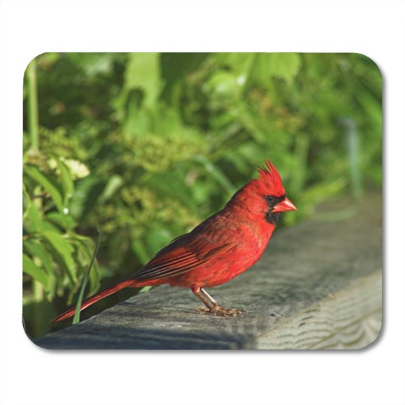 POGLIP Red Bird Cardinal Perched on Railing Fields Forests Nature Mousepad Mouse Pad Mouse Mat 9x10 inch