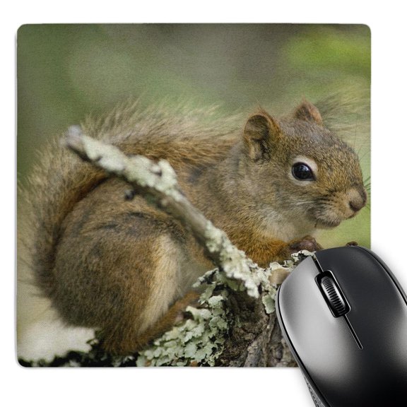 3dRose, Red Squirrel, Kab-Ash Trail, Voyageurs NP, MN - US24 RKL0032 - Raymond Klass, MousePad