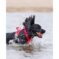 thumbnail image 3 of Pelotas Amphibious Chuckit Set de 3 para Perros Medianos, 3 of 6