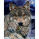 thumbnail image 2 of Cuadros Decorativos Punto de cruz completo Lobo tibetano Lobo joven 11CT Hilo de algodón DIY Kits impresos Wdftyju embutido en tela, 2 of 9
