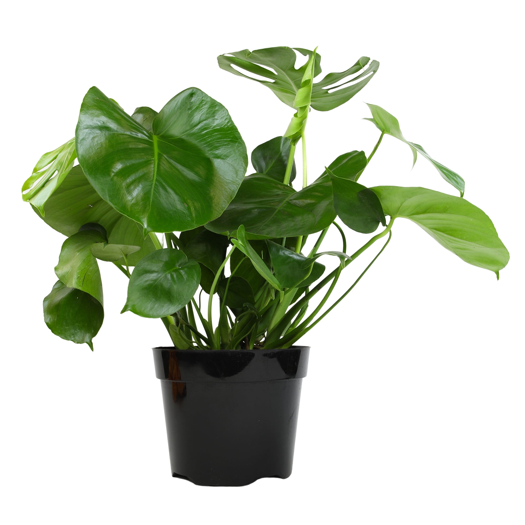 Swiss Cheese Houseplant, Monstera Deliciosa | 8in. Grow Pot; Partial Sun | Element by Altman Plants