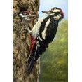 thumbnail image 1 of Woodpecker - DIY Diamond Painting, 1 of 6