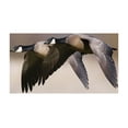 thumbnail image 2 of Archer, Ken 18x13 White Modern Wood Framed Museum Art Print Titled - Lesser Canada Geese Flying Past, 2 of 4