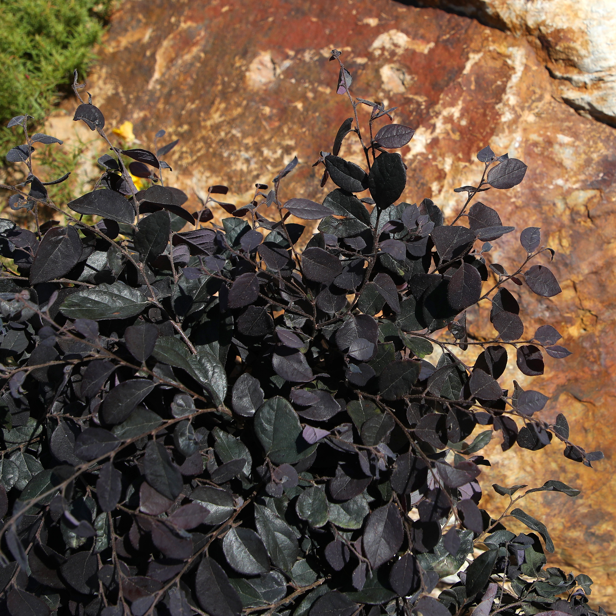 Lone Star Growers Dark Plum Loropetalum Cerise Charm Live Plants in Pot