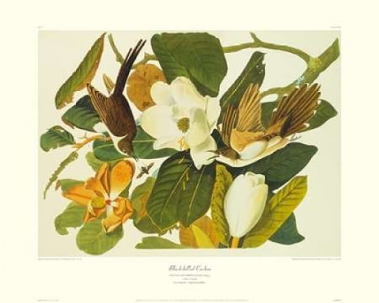Black-billed Cuckoo
