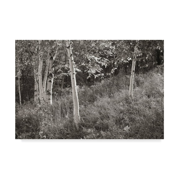 Trademark Fine Art 'Sunlit Birches I' Canvas Art by Sue Schlabach