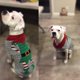 thumbnail image 3 of Suéter de perro para Navidad Mascota Gato Invierno Prendas de punto Ropa de abrigo XL brillar  Electrónica, 3 of 5