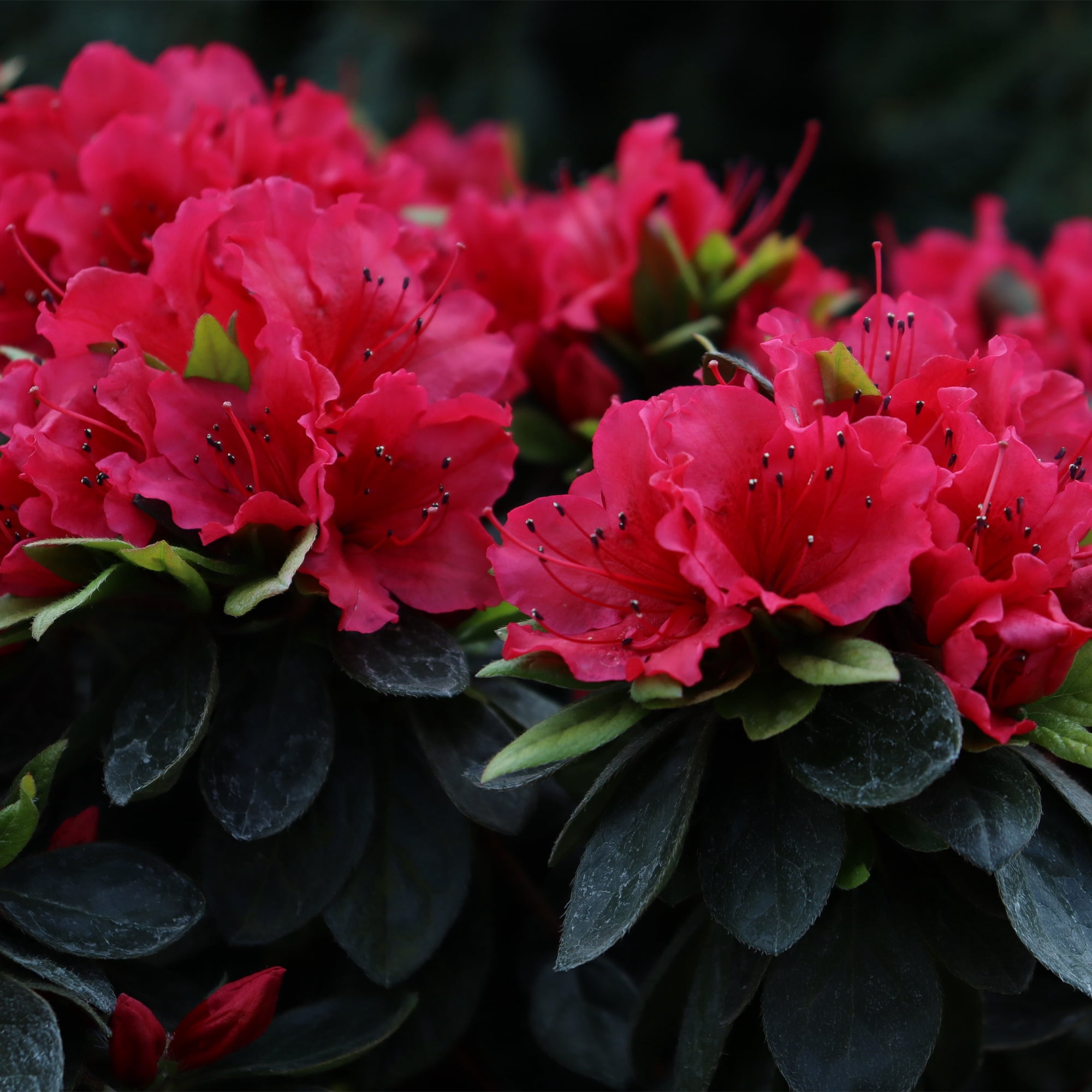 Proven Winners ColorChoice Perfecto Mundo Red Azalea Live Shrub (2 Gallon)