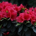 thumbnail image 3 of Proven Winners ColorChoice Perfecto Mundo Red Azalea Live Shrub (2 Gallon), 3 of 10