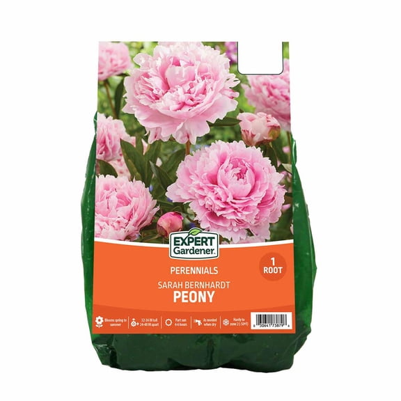 Expert Gardener Peony Sarah Bernhardt Dormant Bare Root, Partial Sun, Pink Perennial