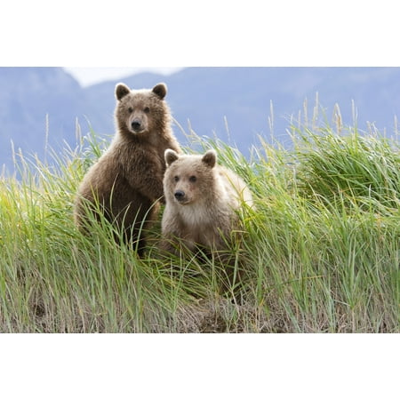 - Bear Cubs Standing On A Riverbank At Hallo Bay Katmai National Park Alaska Canvas Art - Kent Fredriksson Design Pics (17 x 11)