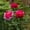 A, variant on Support Ring Weather Resistant Metal Flower Support Cage Circular Grid Stake for Peonies Tomatoes Tall Flowers Outdoor Gardens Flower Beds and Potted