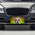 thumbnail image 3 of French Bulldog Frenchie Dog Photo Metal Novelty License Plate, 3 of 7