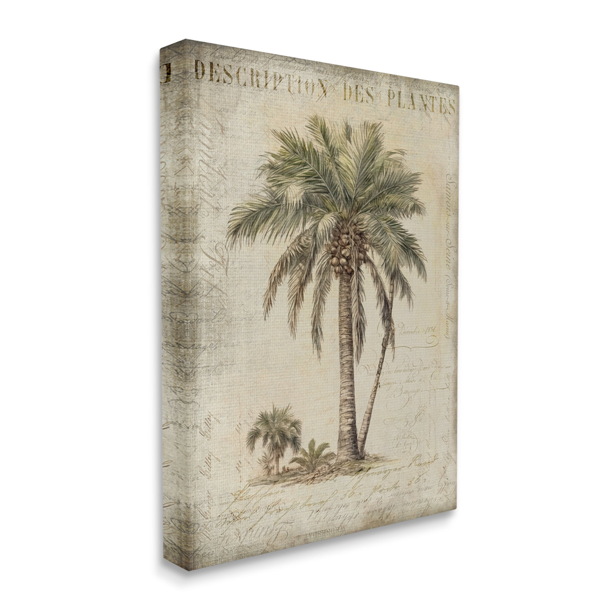 Stupell Industries Vintage Palm Tree Study Botanical & Floral Painting Gallery Wrapped Canvas Art Print Wall Art, 24 x 30