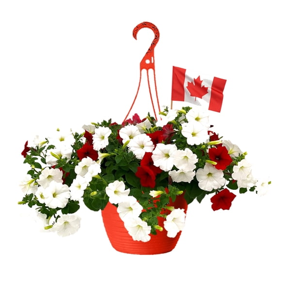 Annuelles À Fleurs En Panier Suspendus Expert Gardener #10 Pour La Fête Du Canada