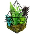 thumbnail image 3 of Northlight 6.75" Succulent Artificial Arrangement in Black Wire Terrarium - Green/Black, 3 of 5