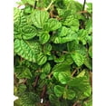 thumbnail image 2 of Creeping Charlie - Pilea nummulariifolia - 2 Pack 3" Pots - Easy House Plant, 2 of 3