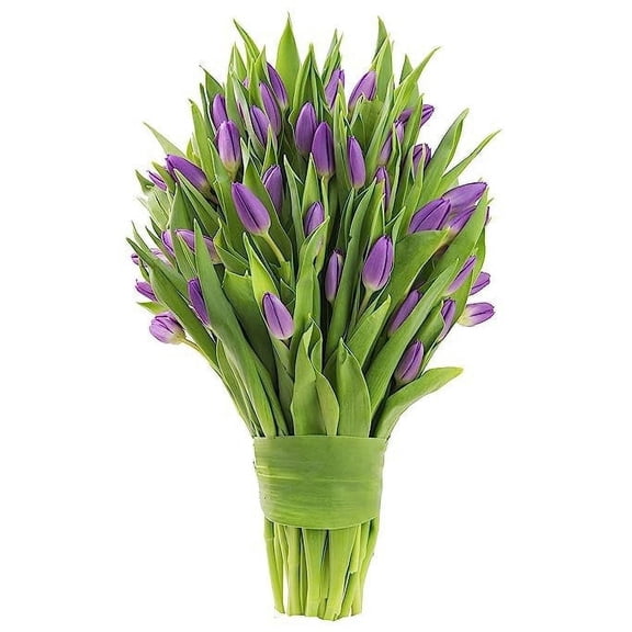 KaBloom: 30 Purple Tulips, Next-Day Delivery, Gift for Every Occasion.
