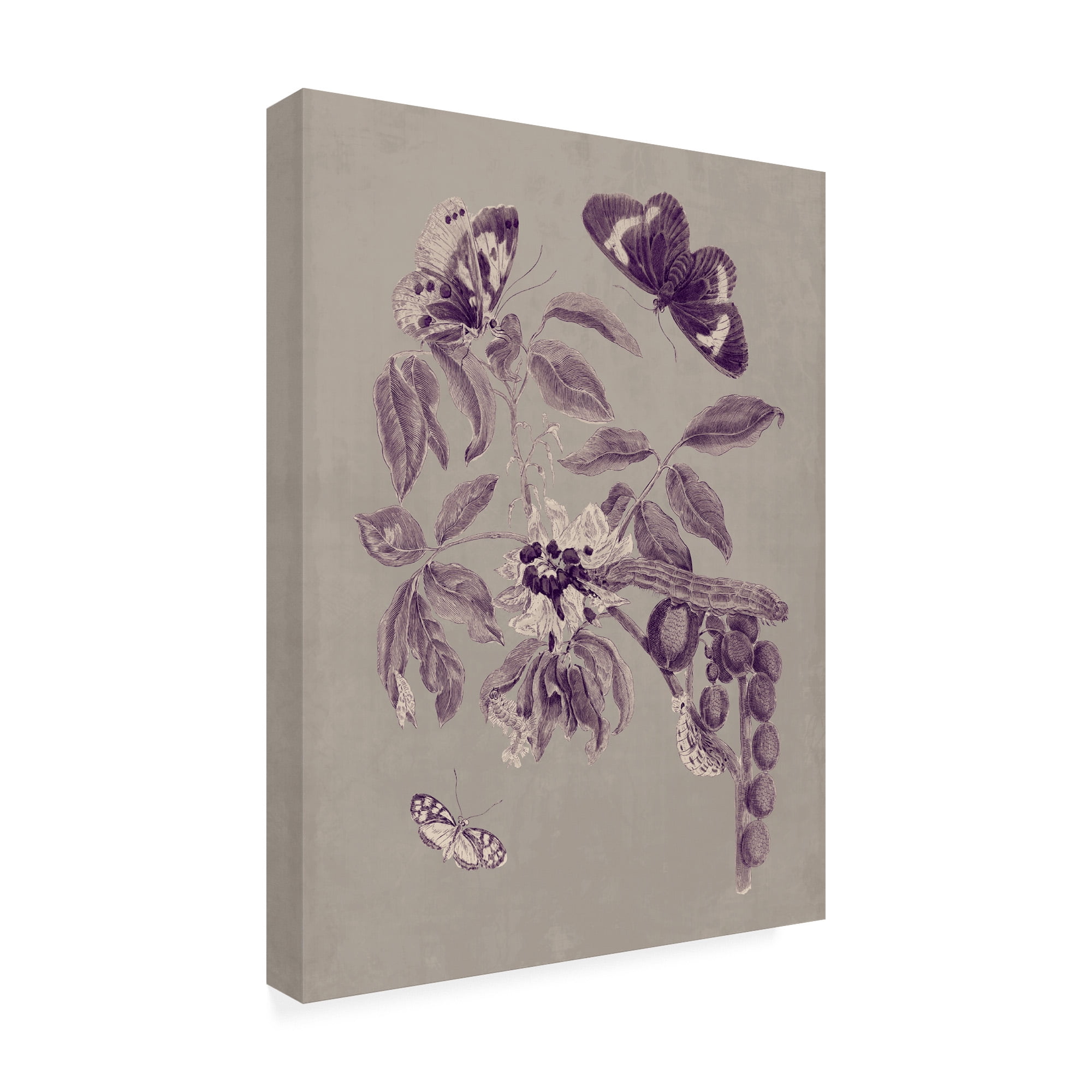 Trademark Fine Art 'Nature Study in Plum & Taupe II' Canvas Art by Maria S. Merian