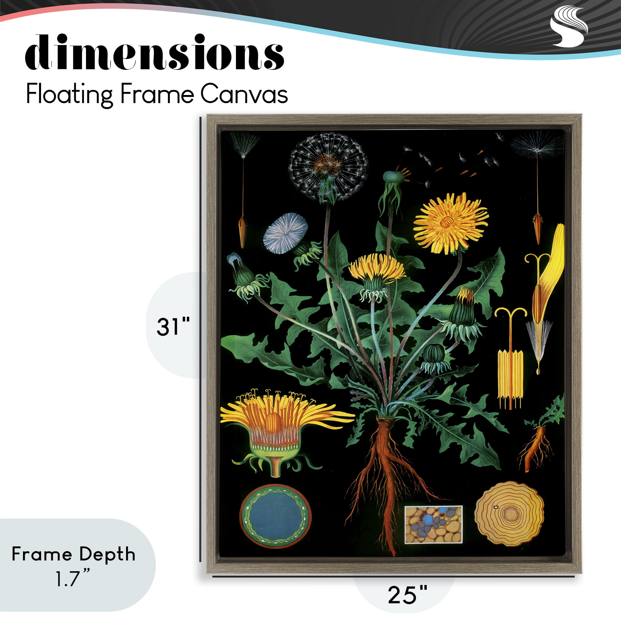 Stupell Industries Dandelion Botanical Illustration Brown Framed Floater Canvas Wall Art, design by Vintage Hustle
