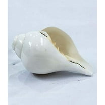 Blowing shankh/conch shell for pooja-small By Indian Collectible
