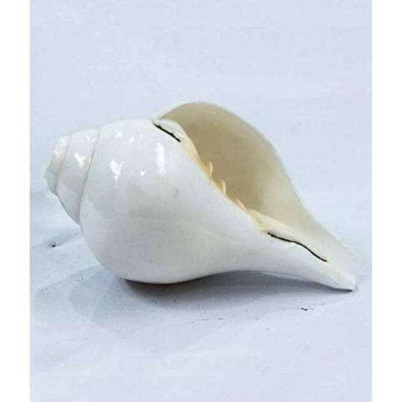 Blowing shankh/conch shell for pooja-small By Indian Collectible